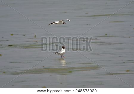 Two Black Headed Gulls At Langstone Harbour, Uk South Coast