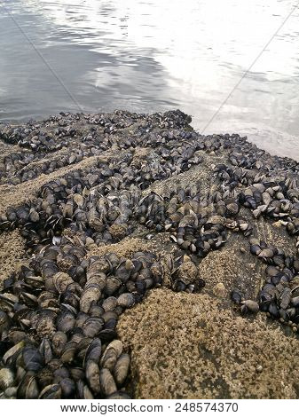 Mussels On A Rock In Portonovo Sanxenxo In Spain