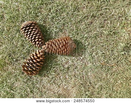 Three Pine Cones Laying On The Grass