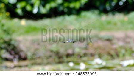 Hawker Dragonfly In Flight Over Ornamental Pond, Rousham Gardens, Oxfordshire