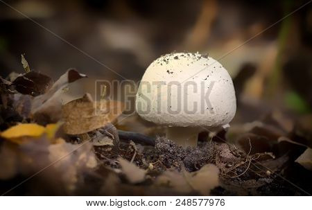 Agaricus Silvicola. In The Natural Forest Background Close Up