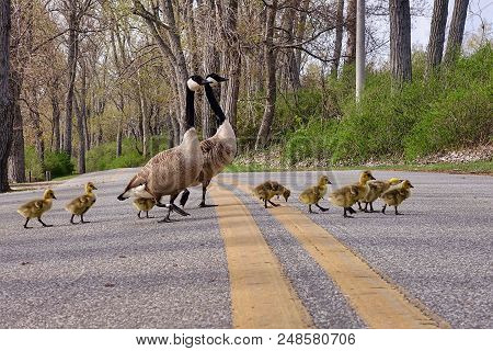 Erie Pa, Usa, 2018.05.09.: A Family Of Canadian Gooses Crosses A Road On Presque Isle Near Erie In T