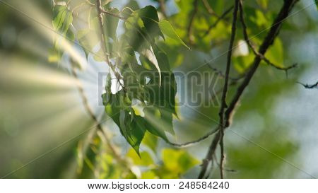 Green Leaves Of Tree Birch Hanging Down In Forest On Sunny Day