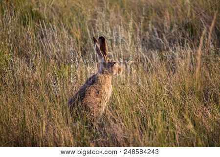 A Jackrabbit Sits In The Dry Prairie Grass With Ears Alert For Predators.
