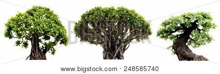 Group Of Tree Isolated On White Background. Bonzai