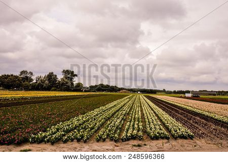 Photo Picture Of Calla Flower Colored Garden Field Cultivation