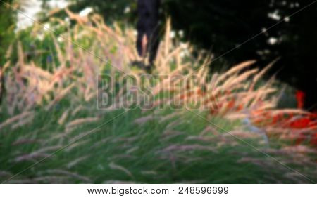 Blurry Photo Of Gramineae Grass