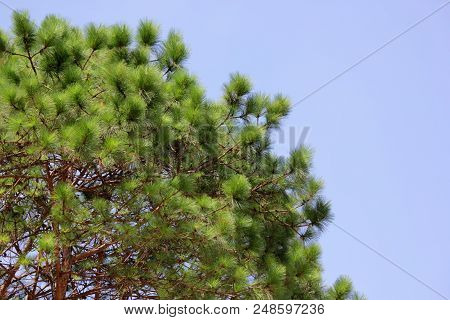 Green Pine Tree In Forest