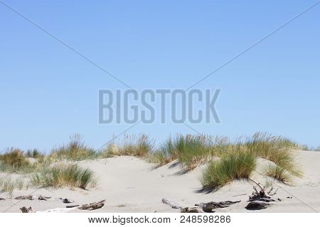 Background Image Of Toi Toi Grass Growing On Top Of A Sand Dune Against A Blue Summer Sky In New Zea
