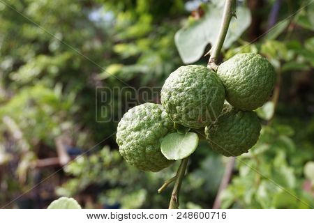 Fresh Green Citrus Hystrix Fruit In Nature Garden
