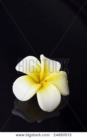 Свеча цветок на черном фоне