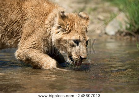 Close Up Young Lion Cub Drink Water