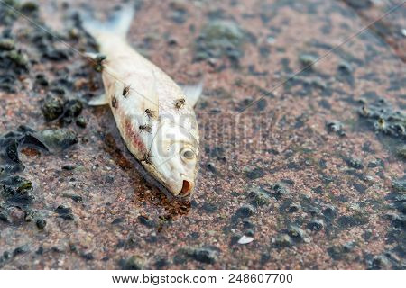 Dead Fish In The River Environmental Pollution. The Impact Of Toxic Emissions In The Aquatic Environ