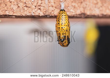 Hanging Cocoons And Larvae In Butterfly Conservatory. Pupation Of Butterfly.
