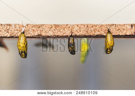 Hanging Cocoons And Larvae In Butterfly Conservatory. Pupation Of Butterfly.