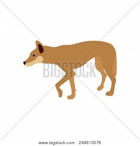 The Australian Dingo On The White Background, Vector Illustration