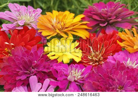Colorful Summer Flower Zinnia With Extreme Blooming