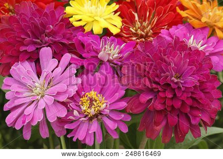 Colorful Summer Flower Zinnia With Extreme Blooming