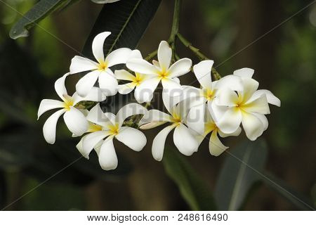 Very Beautiful White Summer Flower Frangipani Plumeria