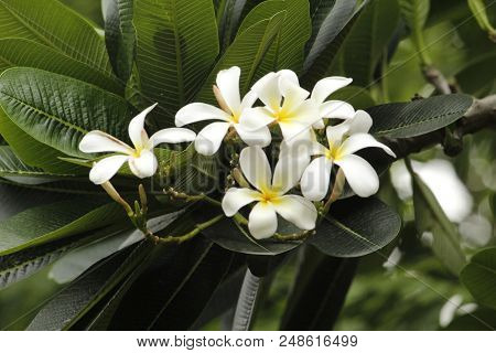 Very Beautiful White Summer Flower Frangipani Plumeria
