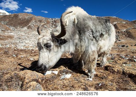 White And Grey Yak (bos Grunniens Or Bos Mutus) Nepal Himalayas, Mountains Animal