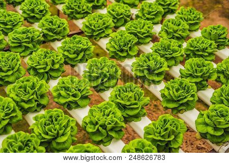 Fresh Lettuce Leaves, Close Up., Butterhead Lettuce Salad Plant, Hydroponic Vegetable Leaves. Organi