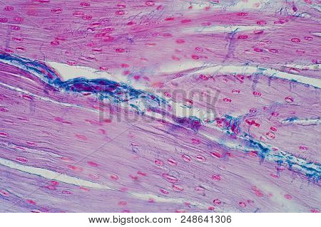 Histology Of Human Smooth Muscle Under Microscope View For Education, Human Tissue