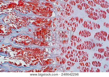 Cross Section Human Cartilage Bone Under Microscope View For Education Histology. Human Tissue