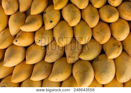 Fresh Colorful Tropical Mangoes On Display At Outdoor Farmers Market