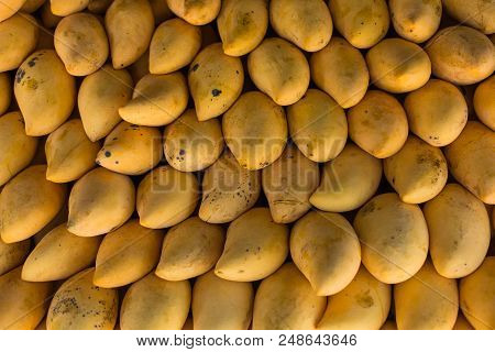 Fresh Colorful Tropical Mangoes On Display At Outdoor Farmers Market