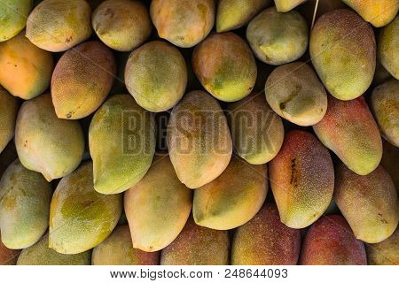 Fresh Colorful Tropical Mangoes On Display At Outdoor Farmers Market