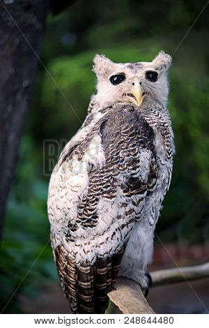 Javanesse White Owl At Dieng Plateau Regency