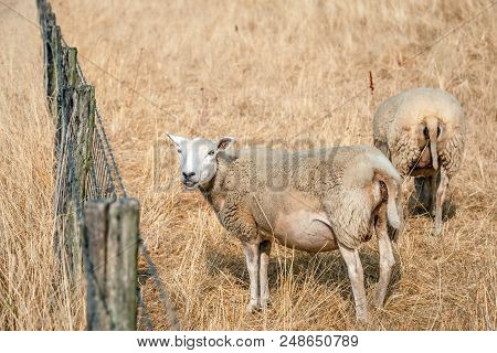 Pregnant Sheep Next To A Fence With Gauze And Barbed Wire Looks Curiously At The Photographer. The P