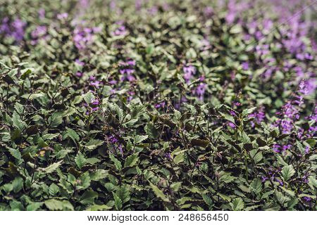 Lavender Flowers At Sunlight In A Soft Focus, Pastel Colors And Blur Background.