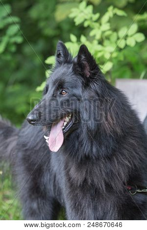Portrait Of A Groenendeal Dog Outside Belgium