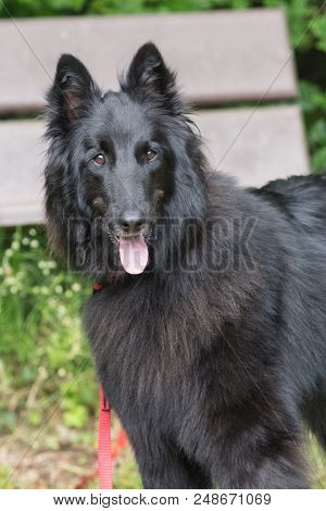 Portrait Of A Groenendeal Dog Outside Belgium
