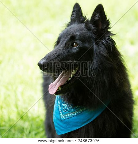 Portrait Of A Groenendal Dog Outside Belgium