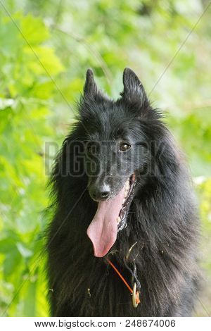 Portrait Of A Groenendal Dog Outside Belgium