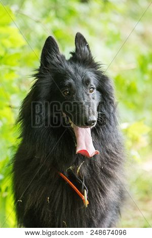Portrait Of A Groenendal Dog Outside Belgium
