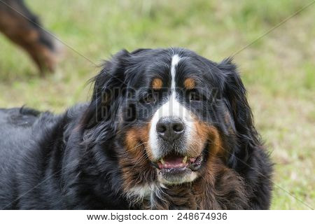 Portrait Of A Bernese Mountain Dog Outside Belgium