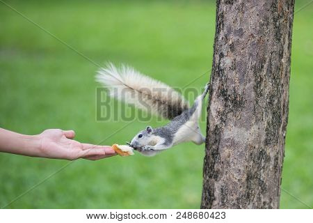 Female Hand Feeding Bread While Cute Squirrel Stand On Tree And Try To Take It By Front Legs With Gr