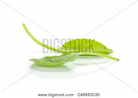 Fresh Baby Spinach Isolated On White Background Two Single Leaves
