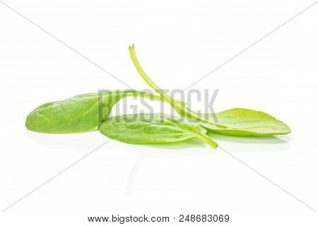 Fresh Baby Spinach Isolated On White Background Group Of Three Green Leaves