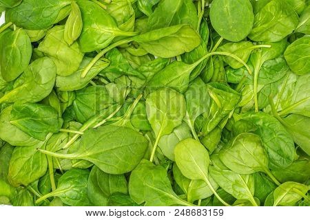 Fresh Baby Spinach Leaves Background Top View