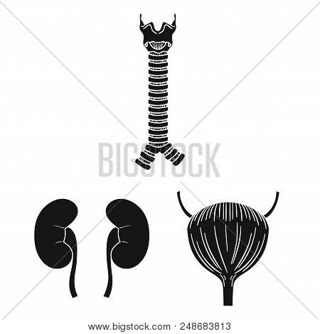 Human Organs Black Icons In Set Collection For Design. Anatomy And Internal Organs Vector Symbol Sto