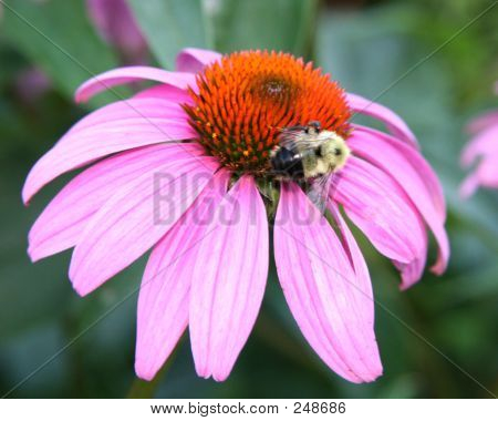 蜂花
