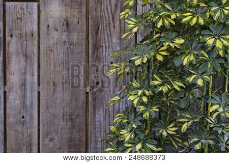Dwaft Umbrella (schefflera Arboricola) Plant Against A Wooden Wall.