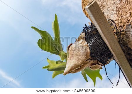 Selective Focus And Closed Up Image Staghorn Ferns (platycerium Holttumii) Plant Over Blue Sky Backg