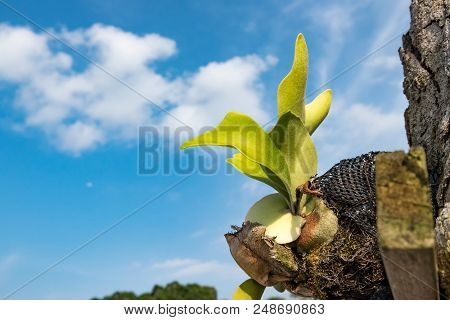 Selective Focus And Closed Up Image Staghorn Ferns (platycerium Holttumii) Plant Over Blue Sky Backg