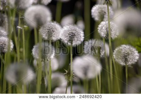 Dandelion Seeds In The Sunlight Blowing Away Across A Fresh Green Morning Background